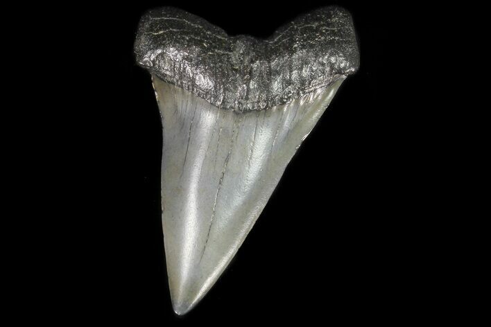 Fossil Mako Shark Tooth - Georgia #75007
